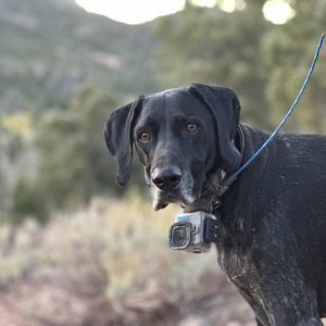 Meet your Posher, Alan